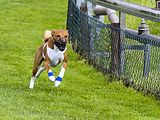 Dogobundi Basenji Th. Ernst (73)